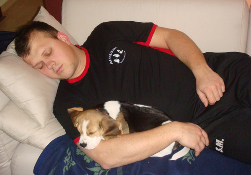 Beaglewelpe Murphy schläft mit seinem Herrchen auf dem Sofa